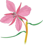 Flower Clip Art 23