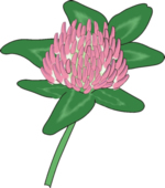 Flower Clip Art 33