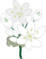 Flower Clip Art 3