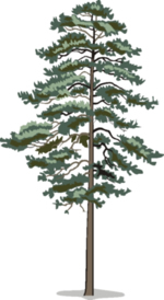 Tree Clip Art 20