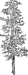 Tree Clip Art 29