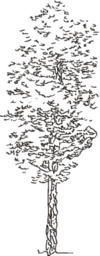 Tree Clip Art 33