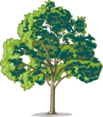 Tree Clip Art 45