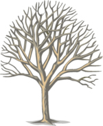 Tree Clip Art 46