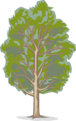 Tree Clip Art 47