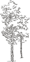 Tree Clip Art 54
